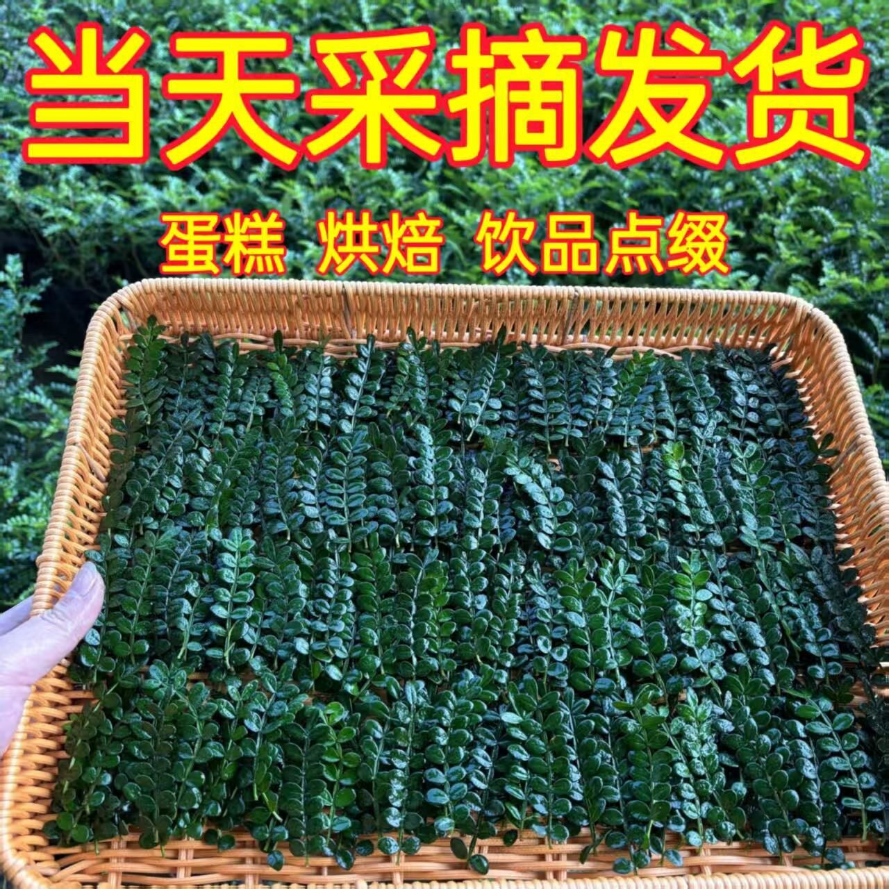 新鲜西餐烘培装饰胡椒木叶子摆盘点缀花草蛋糕烘焙甜品专用
