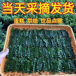 新鲜西餐烘培装饰胡椒木叶子摆盘点缀花草蛋糕烘焙甜品专用