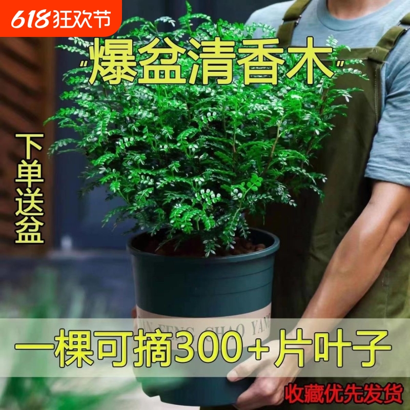 爆盆清香木胡椒木蛋糕西餐甜品装饰点缀好养盆栽植物叶子可食用