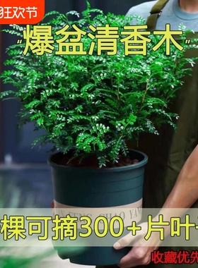 爆盆清香木胡椒木蛋糕西餐甜品装饰点缀好养盆栽植物叶子可食用
