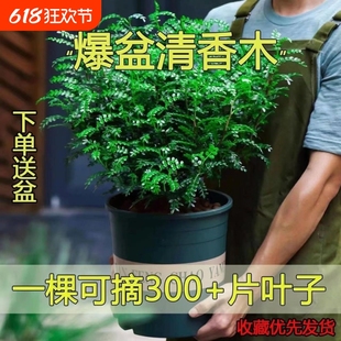 爆盆清香木胡椒木蛋糕西餐甜品装饰点缀好养盆栽植物叶子可食用