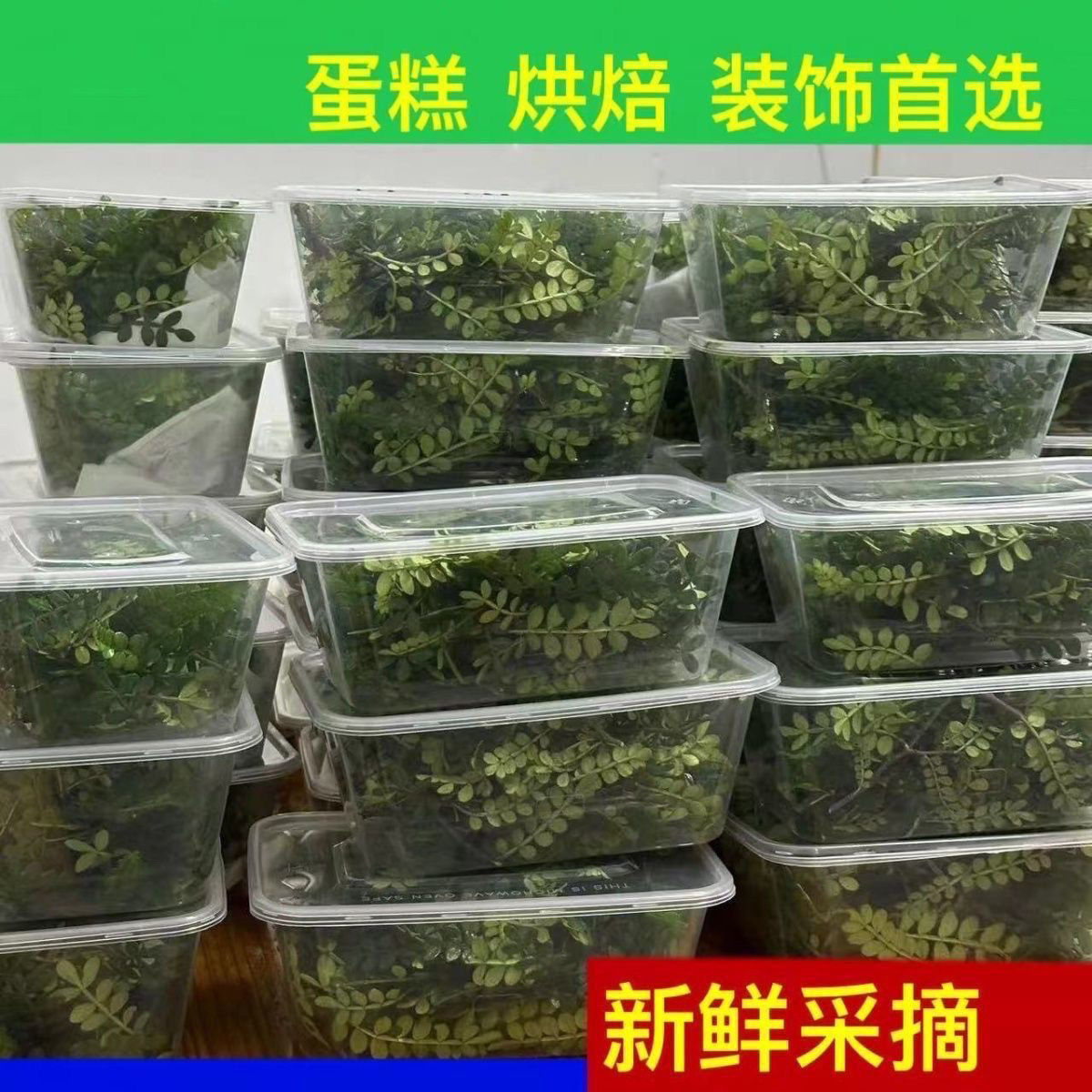 装饰摆盘点缀甜品胡椒木盆栽清香木蛋糕装饰叶子新鲜西餐烘焙植物