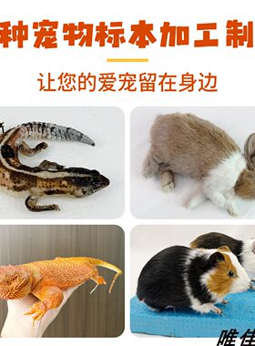 各种宠物蛇兔子仓鼠蜥蜴守宫动物鸟类加工定制作标本死后纪念摆件