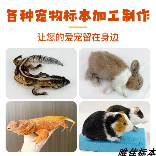 各种宠物蛇兔子仓鼠蜥蜴守宫动物鸟类加工定制作标本死后纪念摆件