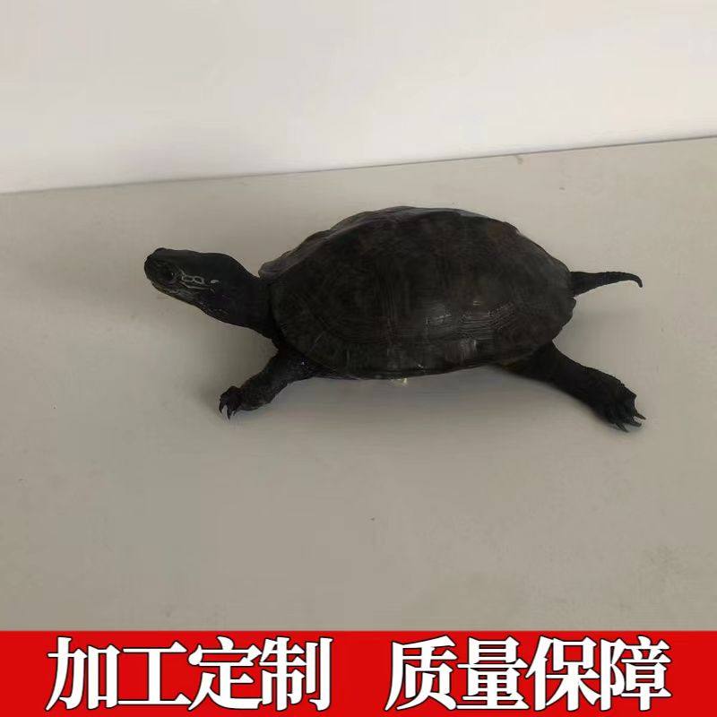 乌龟巴西龟鳄龟草龟标本制作宠物标本工艺品摆件挂件宠物死后纪念,特色手工艺,其他特色工艺品,淘宝优惠券,粉丝福利购,淘宝优惠卷