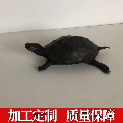乌龟巴西龟鳄龟草龟标本制作宠物标本工艺品摆件挂件宠物死后纪念