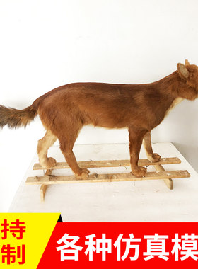 高仿真动物狮子标本模型老虎兽类狼狐狸博物馆工艺品定制摆件大型