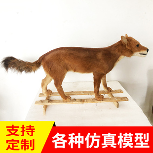 高仿真动物狮子标本模型老虎兽类狼狐狸博物馆工艺品定制摆件大型