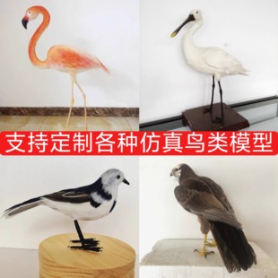 高仿真鸟类教学模型动物展馆科普标本定制工艺品道具摆件