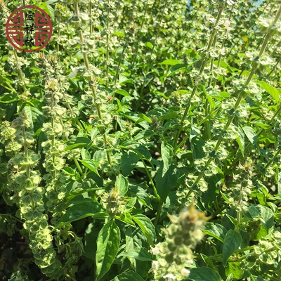 九层塔新鲜罗勒鱼香菜种植金不换潮汕臭苏鱼生菜现采光明子250g