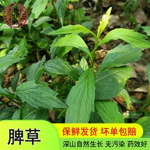宝祥林脾草新鲜现采马兰鱼鳅串田边菊马兰头枝叶潮汕青草药250g