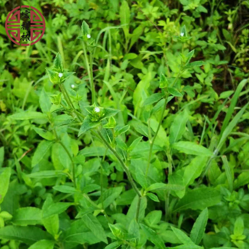 宝祥林白花地胆草新鲜苦地胆坐地娘整株地胆头地斩头丁茄夫500g