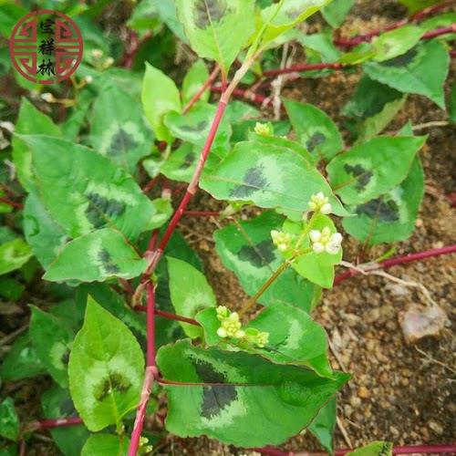 新鲜火炭母草 深山翅地利 火炭星 火炭藤 白饭草 白饭藤 干品250g