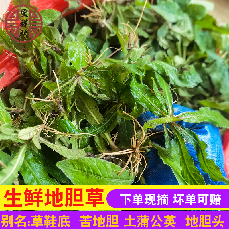 现采新鲜地胆草 新鲜苦地胆坐地娘 煲汤地胆头 地斩头丁茄夫 500g