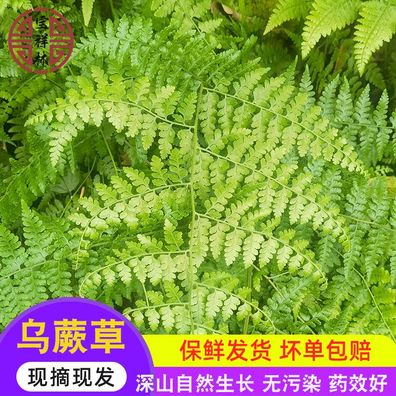 宝祥林乌蕨草新鲜大叶金花深山细叶凤尾草小叶细叶地柏枝蜢250g