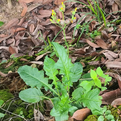 宝祥林黄鹌菜生鲜野芥菜250g 黄花枝香草野青菜 假飞龙