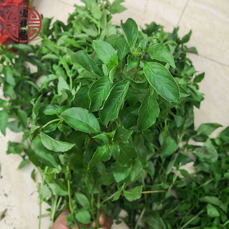 宝祥林潮汕九层塔新鲜金不换农家罗勒臭苏香菜仔苏薄荷枝叶250g