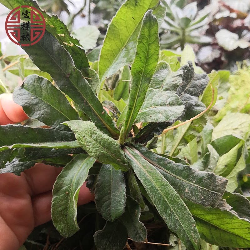 宝祥林深山新鲜地胆草地苦胆 草鞋根 地胆头500g牛契埔红花地斩头