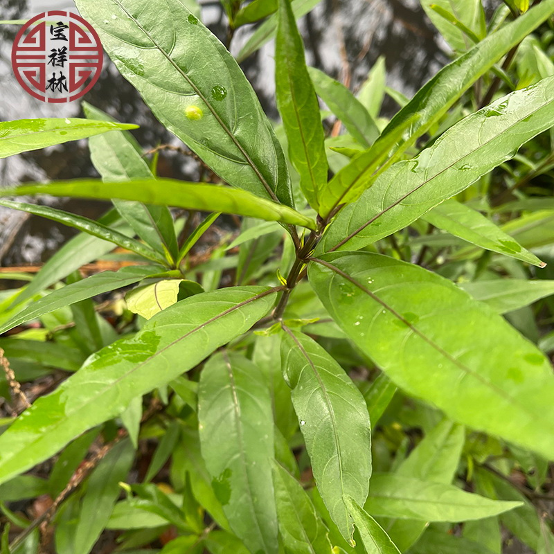 潮汕现采现发新鲜接骨草小接骨纯根八棱麻陆英走马风中草药250g