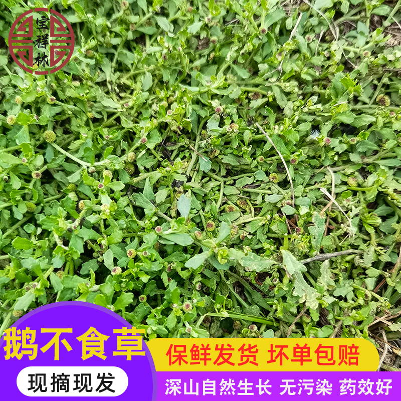新鲜鹅不食草现挖现发 深山无污染食胡荽鹅仔不吃草汁 滴鼻300g