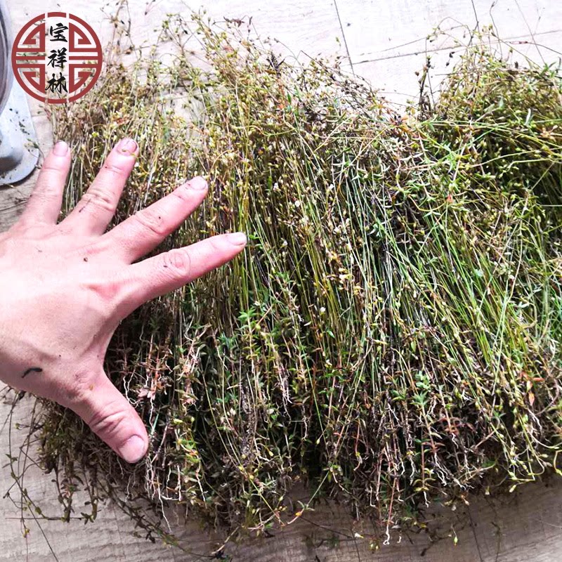 宝祥林揭阳深山四叶莲新鲜青草药 优质四合莲 四合梅天良草250g