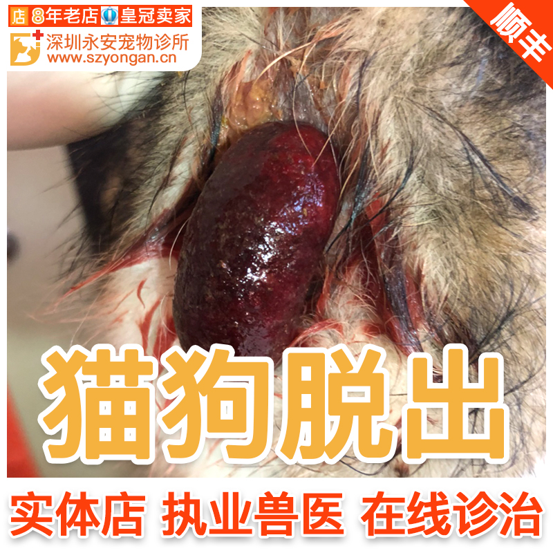 猫狗脱出诊疗肛脱直肠脱出阴道长期拉稀肛门出药深圳