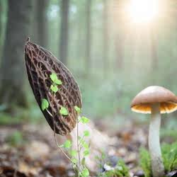 羊肚菌 新货干货250g四川特产新鲜羊肚菇 煲汤菌菇剪柄头茬菇包邮