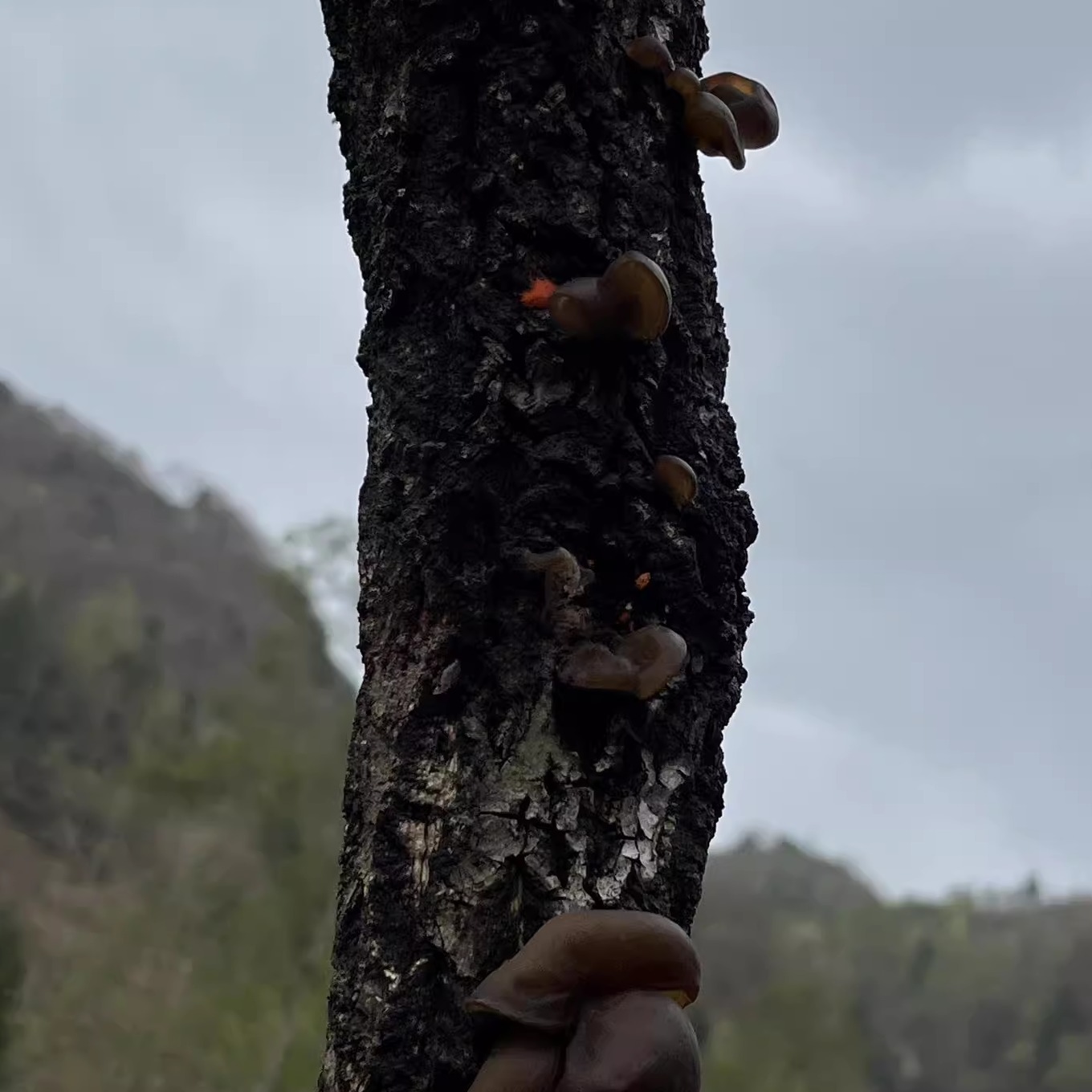 黑木耳 青川椴木野外自然生长秋木耳大朵肉厚 非东北木耳500g包邮