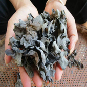 手选细木耳250g春木耳 四川青川深山椴木自然生长黑木耳 新品 干货