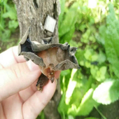 黑木耳 包邮 新品 野外椴木生长木耳干货春木耳青川椴木细木耳500g