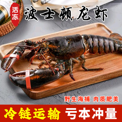 波士顿大龙虾鲜活冷冻