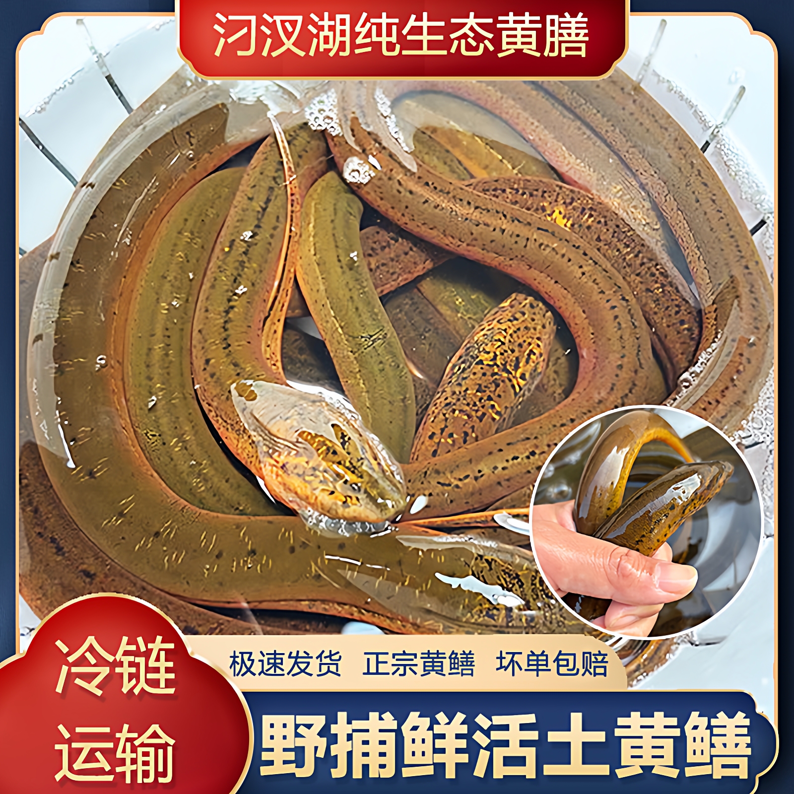 湖北纯原生态鲜活活鳝活体稻田黄鳝包活土鳝鱼做盘鳝野外捕抓黄鳝
