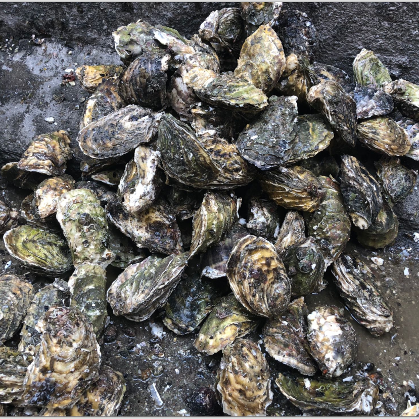 广东新鲜牡蛎鲜活生蚝带壳海鲜水产烧烤摊商用10斤-100斤30个包邮