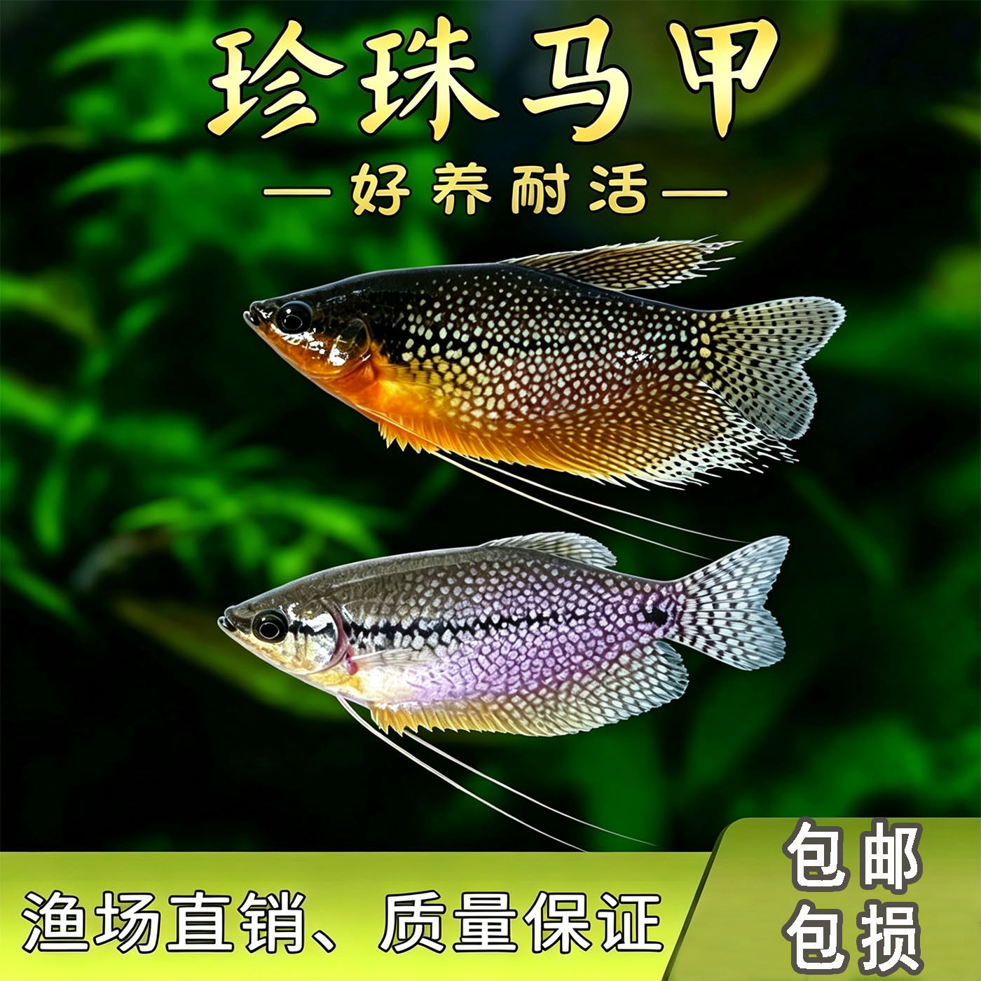 珍珠马甲鱼小型热带观赏鱼好养耐活草缸群游珍珠马甲球鱼活体包邮