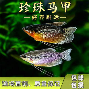 珍珠马甲鱼小型热带观赏鱼好养耐活草缸群游珍珠马甲球鱼活体包邮