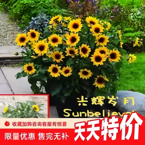 光辉岁月开花盆栽苗超级向日葵