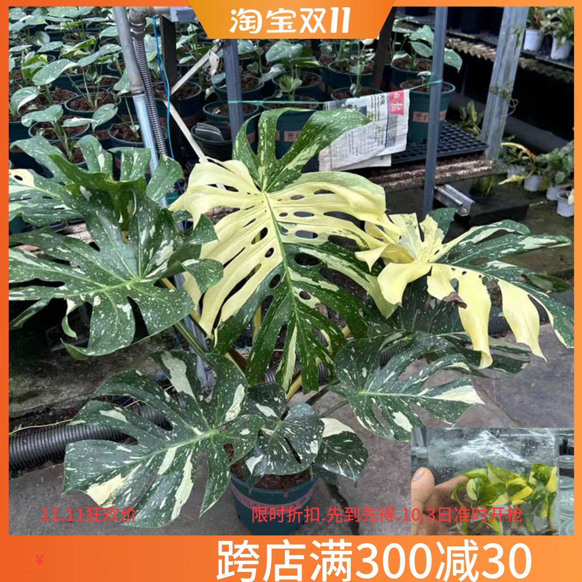 洒金龟背竹袋苗组培苗西龟背竹