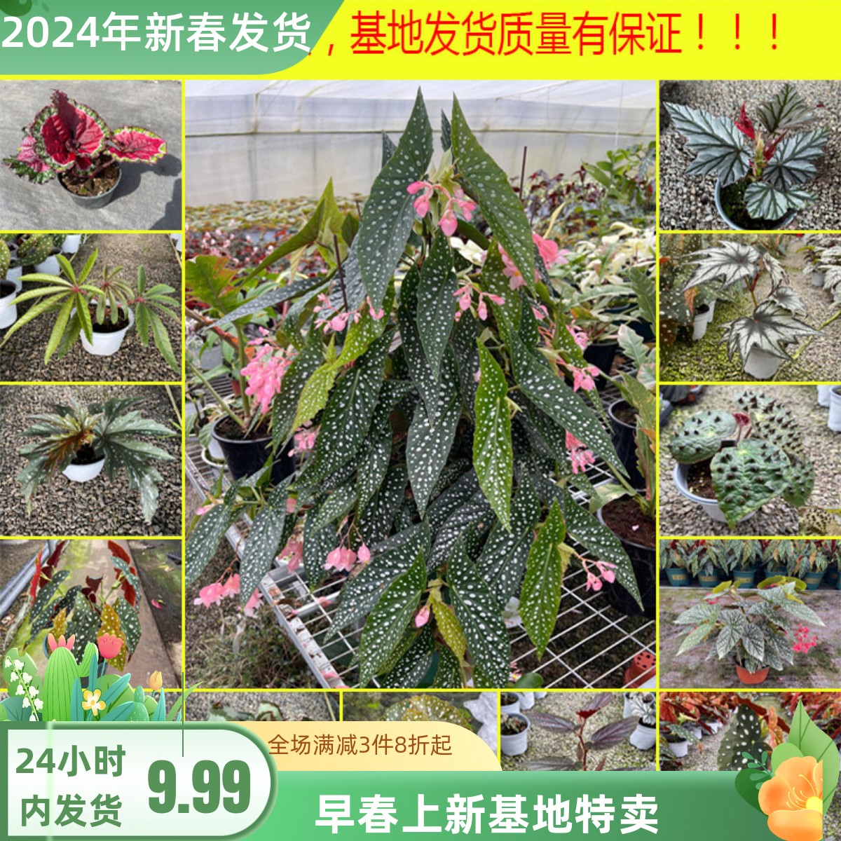 鳟鱼秋海棠白冰富士山热带植物鲜花绿植花盆马丁之谜室内客厅花园-封面