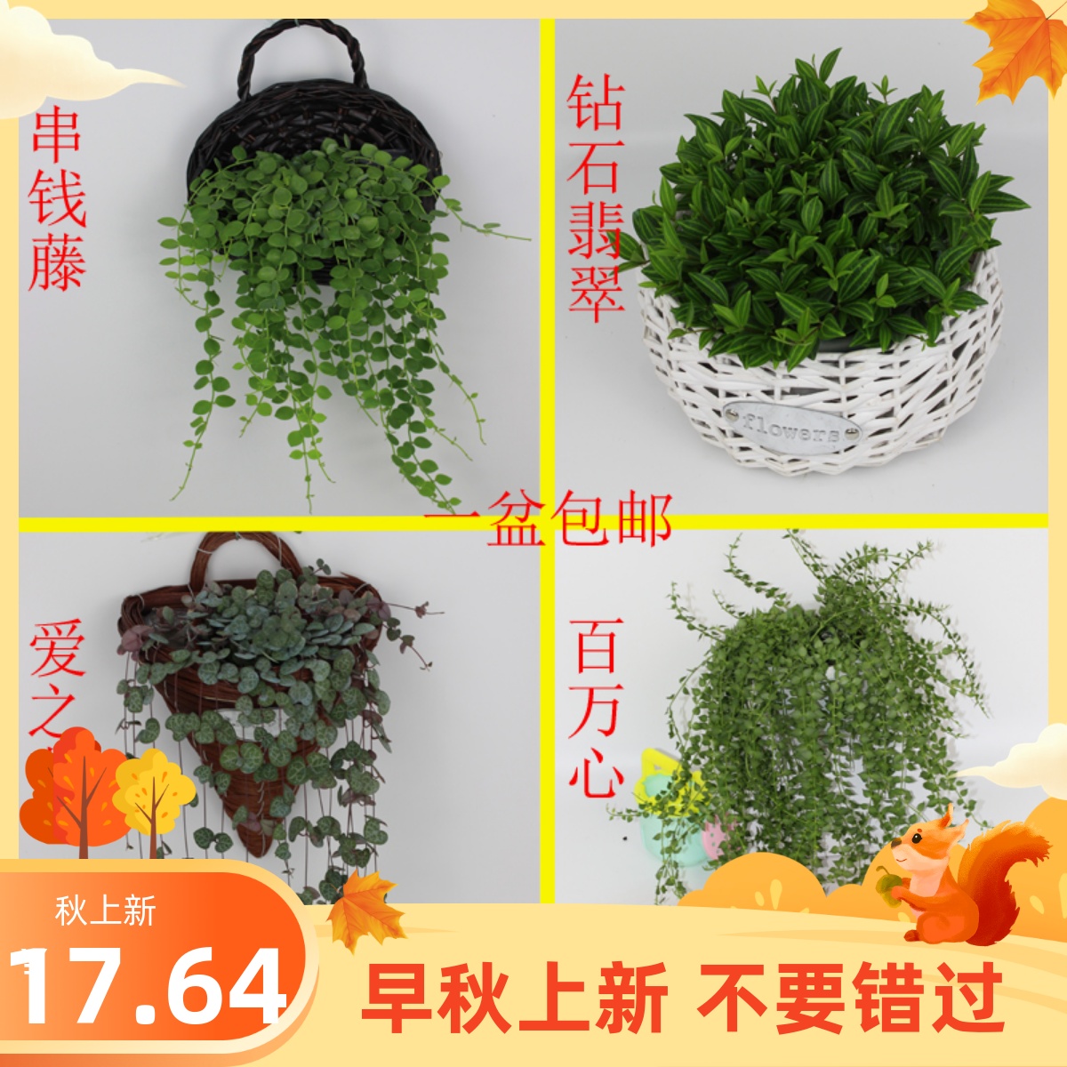 爱之蔓百万心串钱藤 钻石翡翠 柳叶吊兰四季常青家养室内净化空气