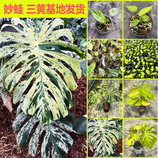 妙蛙龟背竹三黄巴西龟精品洒金室内热值四季常绿观叶绿植办公盆栽