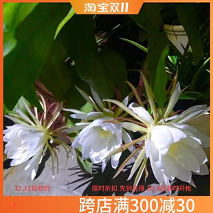 大叶昙花盆栽一现月下美人带花苞香味小叶室内外荷花垂吊绿植琼花