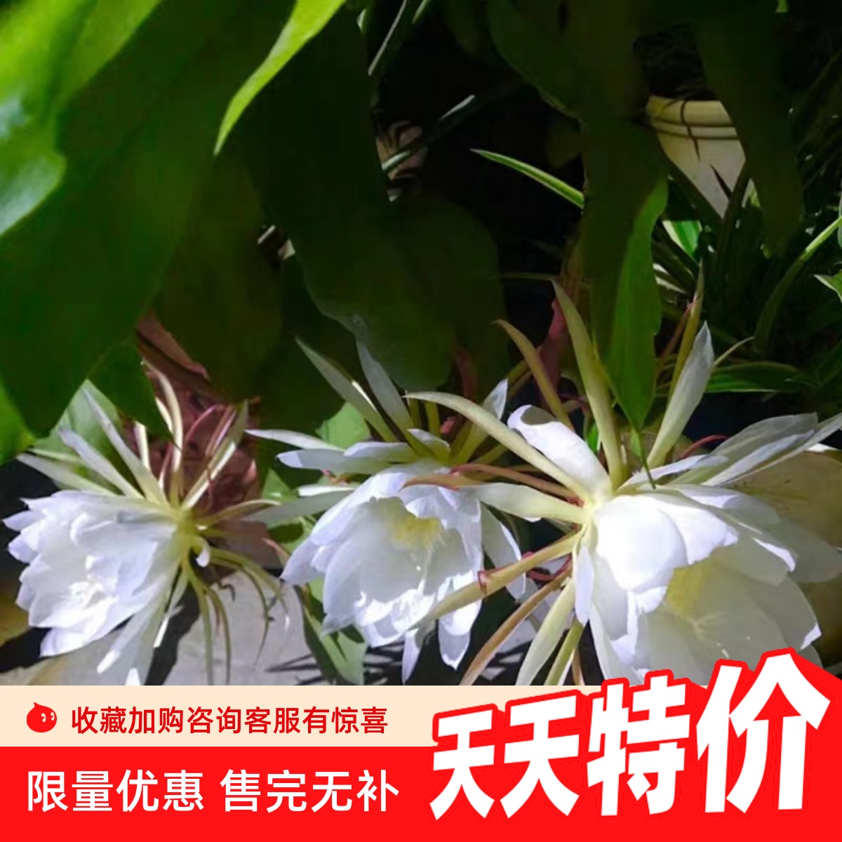 大叶昙花鱼骨令箭昙花