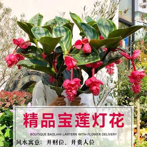 宝莲灯高端花卉深粉绿植