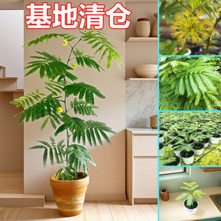 密叶猴耳环网红高端轻奢风格室内客厅洒金龟背竹室绿植观网红盆栽