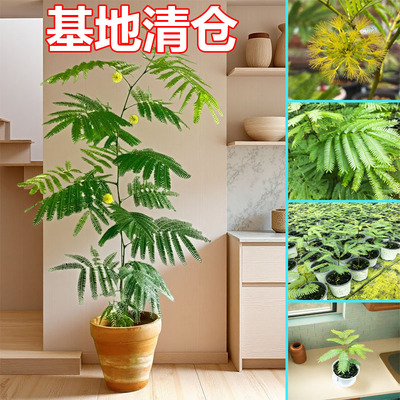 内客厅洒金龟背竹室绿植观网红