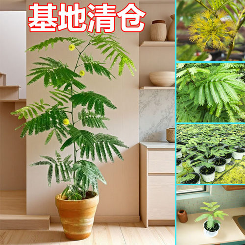 内客厅洒金龟背竹室绿植观网红