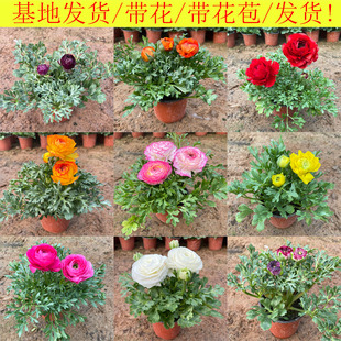 花毛茛洋牡丹花卉盆栽花苗阳台庭院植物好养观花露花期长冬季开花