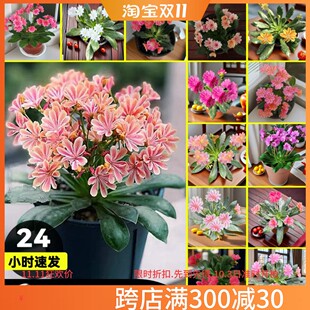 露薇花盆栽苇草带花发货混色多肉植物室内组合阳台观花花卉