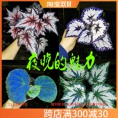 海伦秋海棠盆栽烟火焰火反蓝光彩蜗牛绿植室内阳台观叶植物