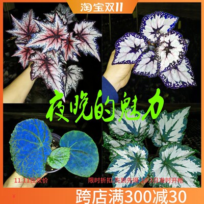 绿植室内阳台观叶植物